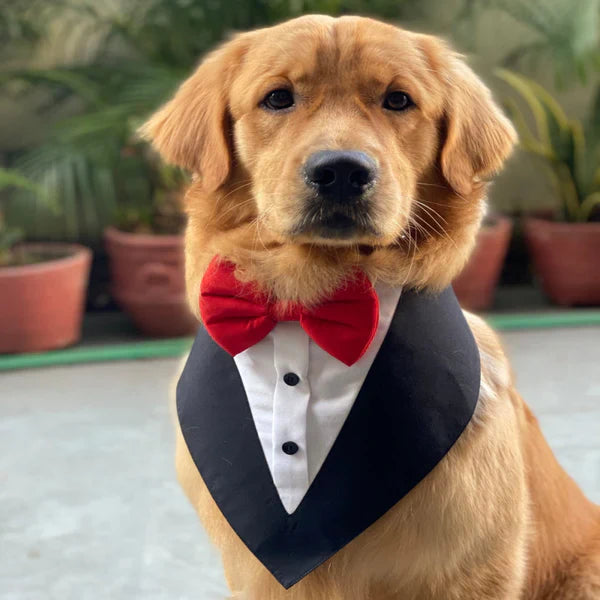 Pets 2